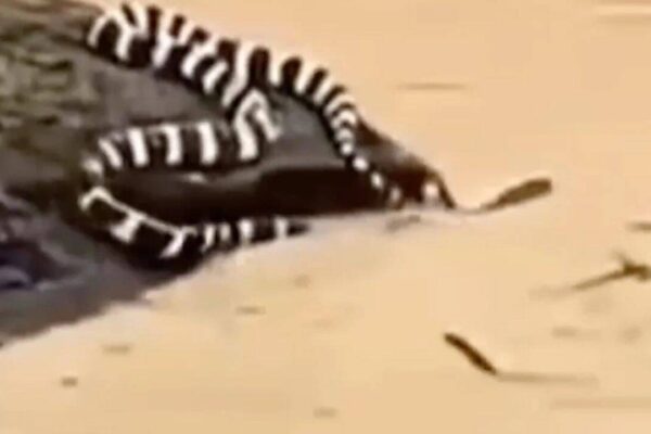 Typhoon Maysak: China floods trigger snake scare as hundreds escape into villages; locals say ‘we’re scared to even step outside’ |