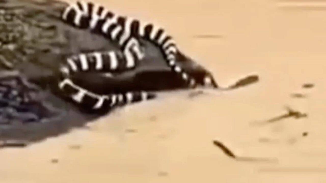 Typhoon Maysak: China floods trigger snake scare as hundreds escape into villages; locals say ‘we’re scared to even step outside’ |