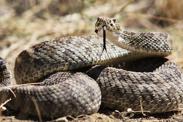 Man bitten by rattlesnake in California required 54 vials of antivenom to survive