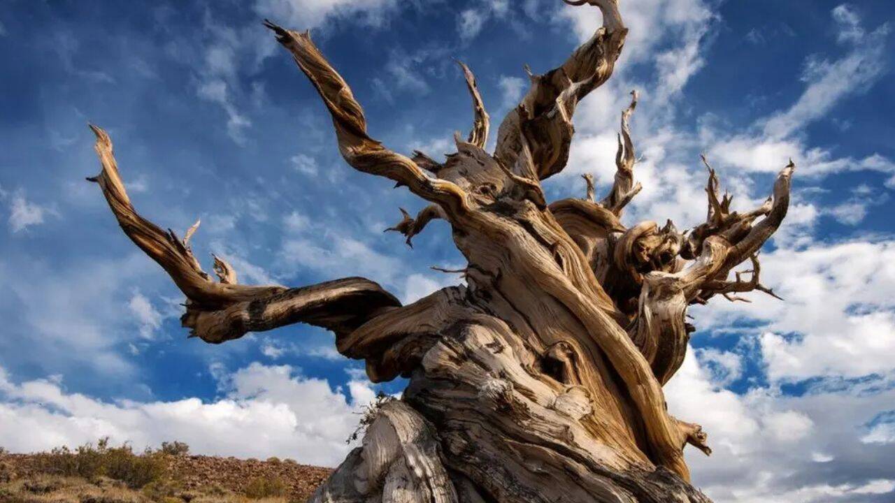The oldest living tree on Earth has survived longer than the pyramids