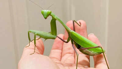 Two giant Asian praying mantis species are spreading across Europe, helped by climate change and urbanisation, and scientists warn they are threatening pollinators, frogs and lizards