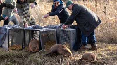 England: Britain bought 1,525 acres of nearly lifeless farmland for £13.8 million; four years later, beavers are helping it make money