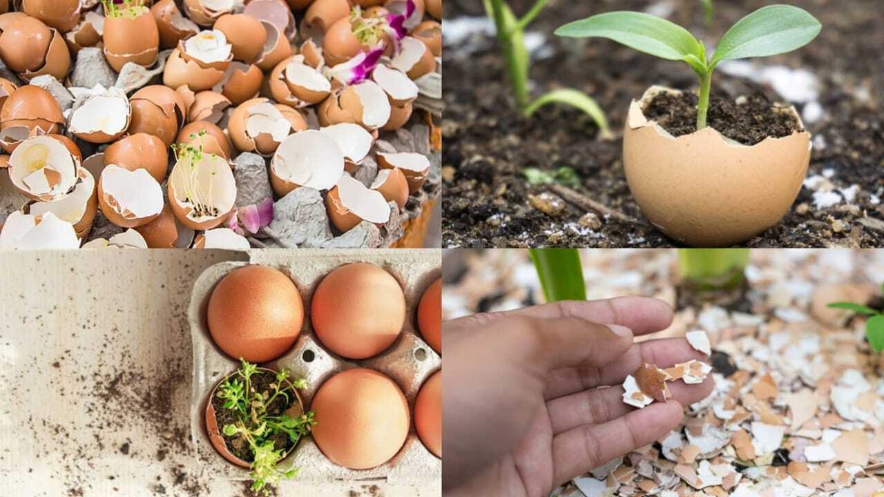 Don't throw away eggshells! 7 Smart ways gardeners use them to help plants thrive |