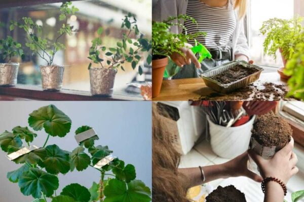 Used Aluminium Foil Gardening: Don't throw away used aluminium foil: 7 Smart ways it can benefit indoor and garden plants