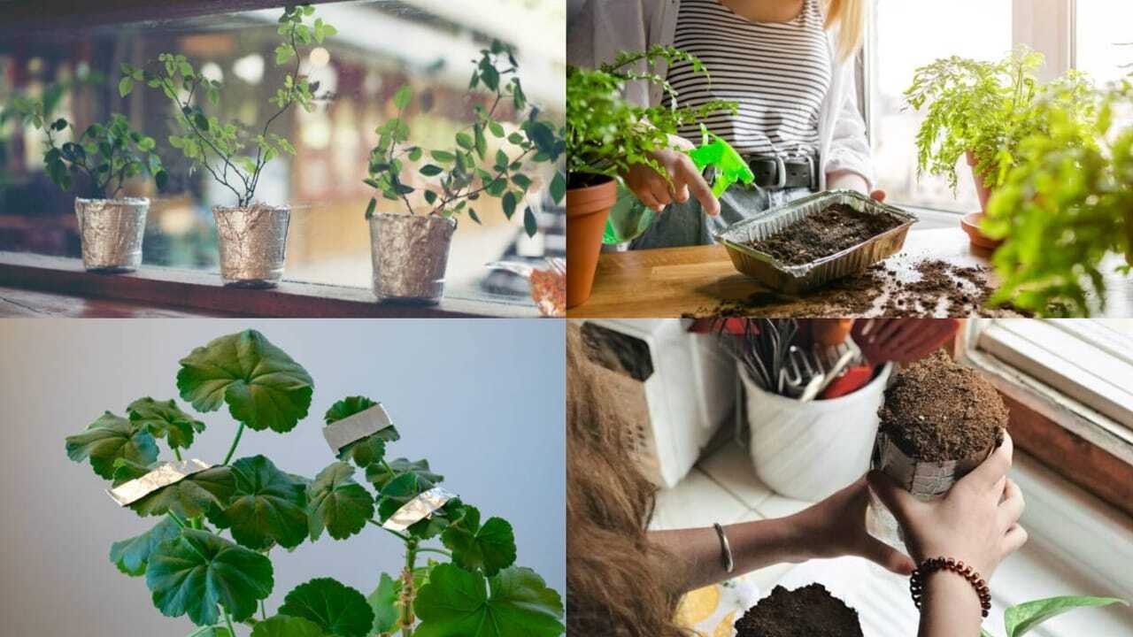 Used Aluminium Foil Gardening: Don't throw away used aluminium foil: 7 Smart ways it can benefit indoor and garden plants
