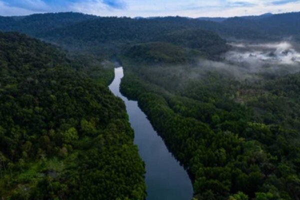 Rising heat leaves 57 million hectares of tropical forests unable to photosynthesise efficiently: Study |