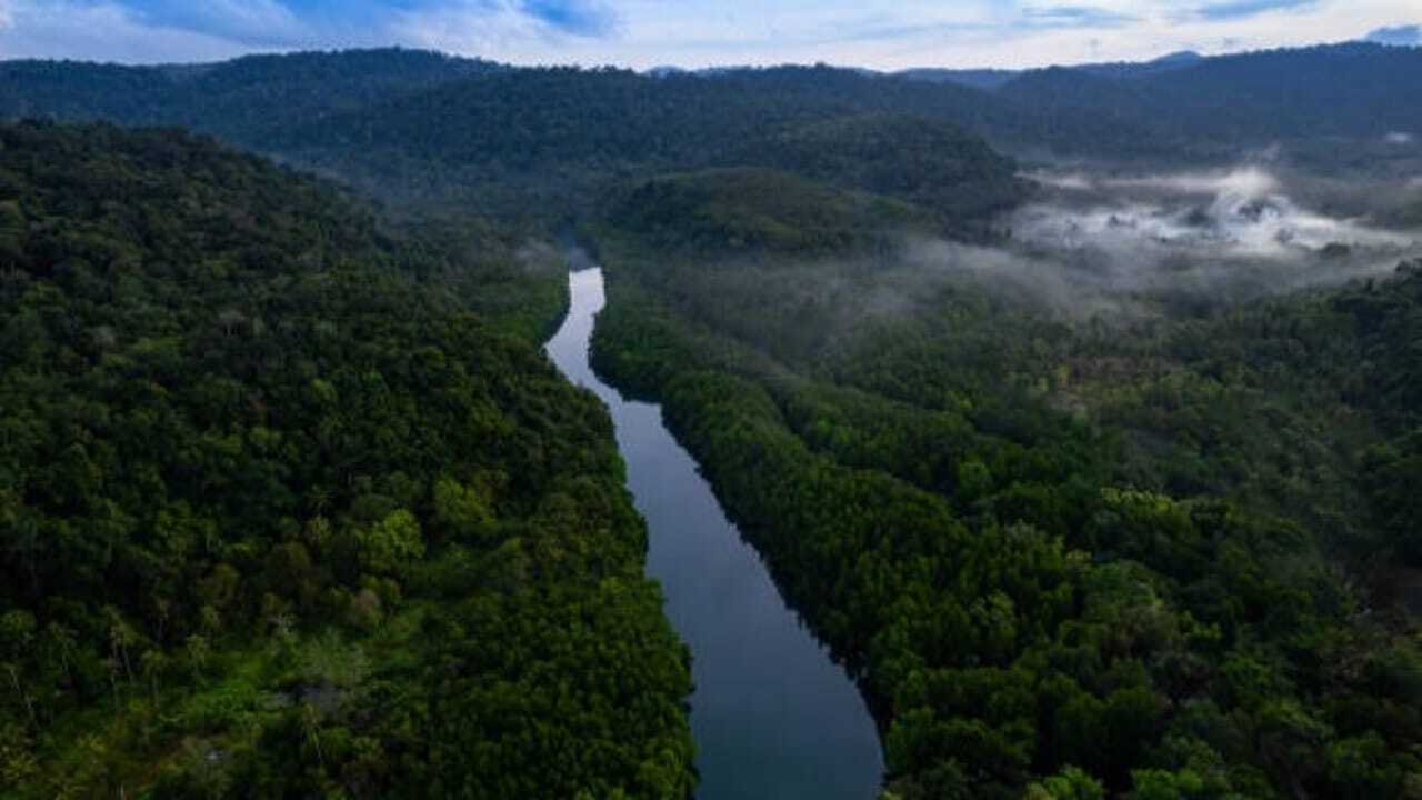 Rising heat leaves 57 million hectares of tropical forests unable to photosynthesise efficiently: Study |