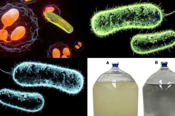 Uranium-Eating Bacteria: Scientists discover uranium-eating bacteria that could help clean up radioactive mine water