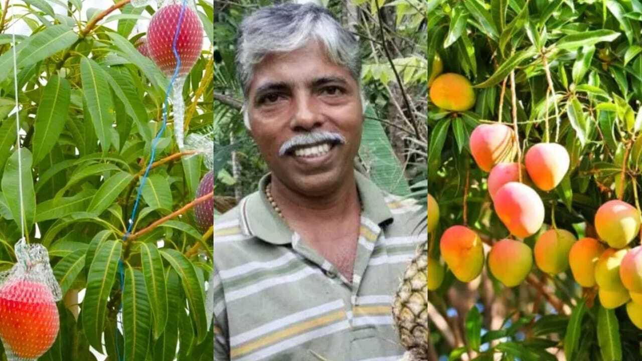 Miyazaki Mango: The inspiring story of the Udupi gardener growing Japan's prized Miyazaki mango |