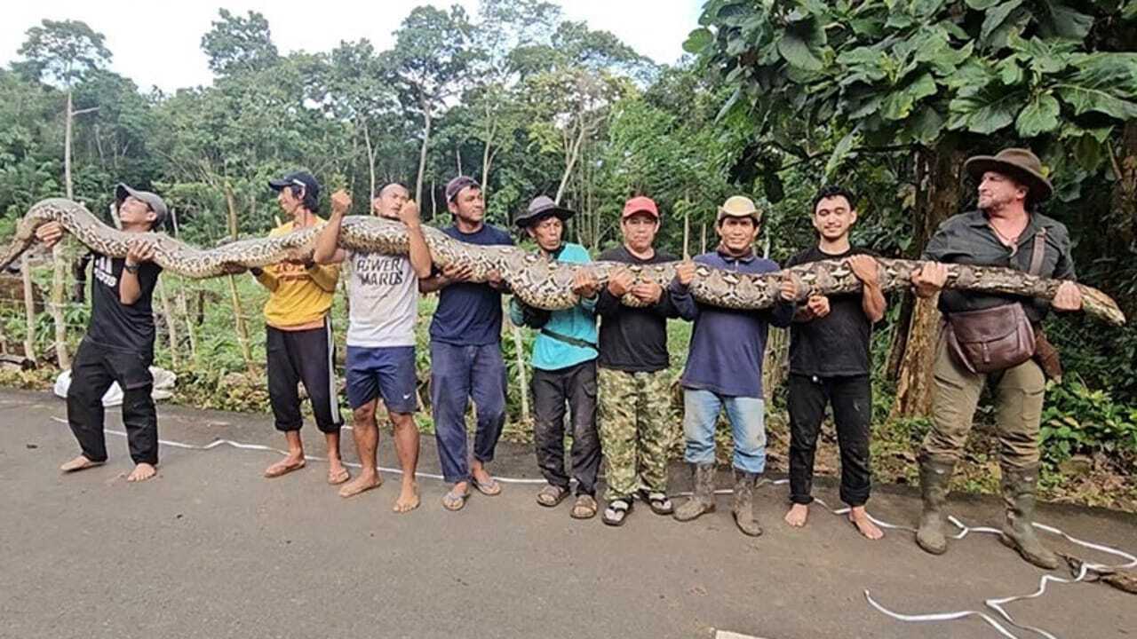 Meet 'Ibu Baron': Giant python in Indonesia confirmed as the longest wild snake ever officially measured |