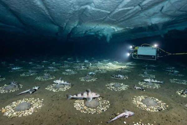 Scientists discovered an underwater city of 60-million fish nests beneath Antarctica's ice shelf | World News