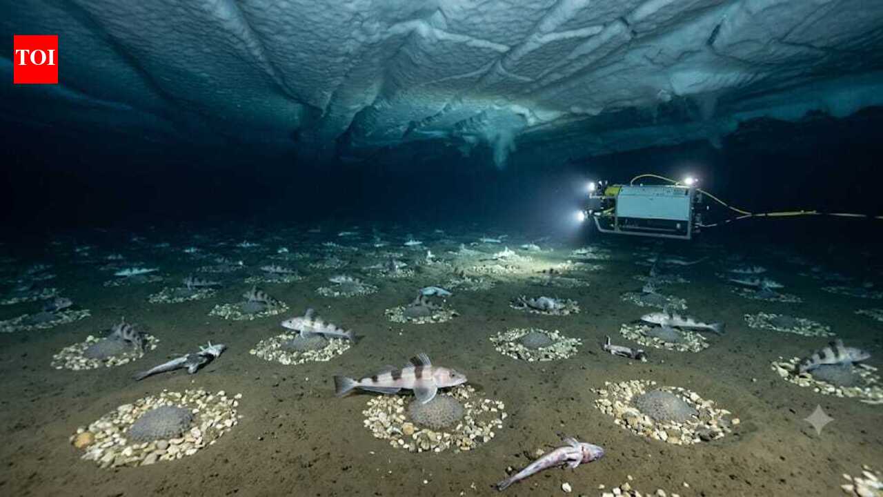 Scientists discovered an underwater city of 60-million fish nests beneath Antarctica's ice shelf | World News