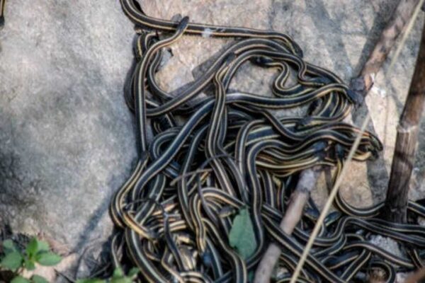 Snake Myths: Think snakes can't reach high-rises? Here are 6 snake myths you need to stop believing