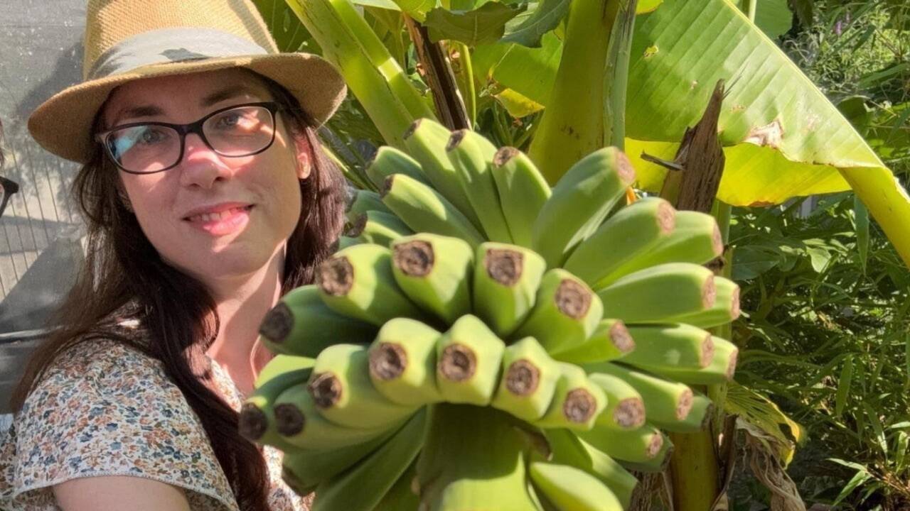 Bananas bloom in UK gardens as warmer weather transforms what people can grow |