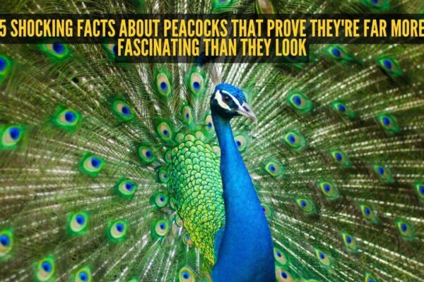 5 shocking facts about peacocks that prove they're far more fascinating than they look |