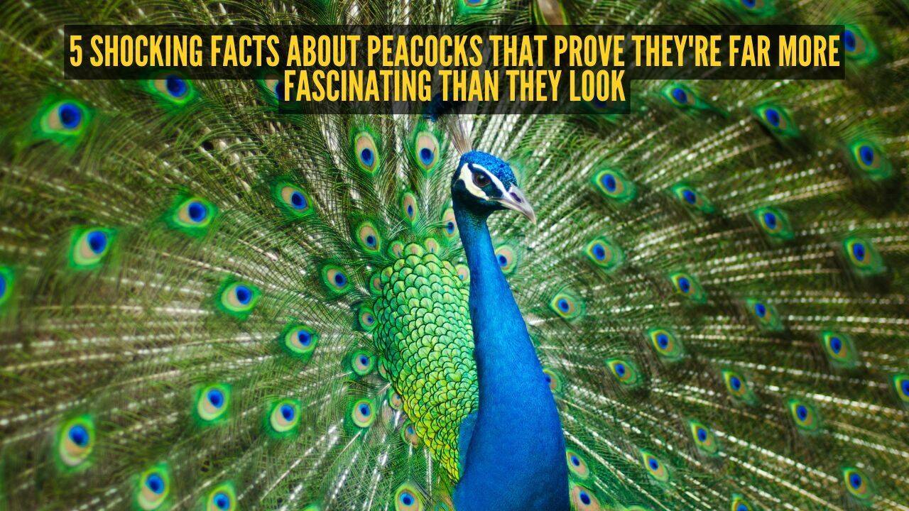 5 shocking facts about peacocks that prove they're far more fascinating than they look |