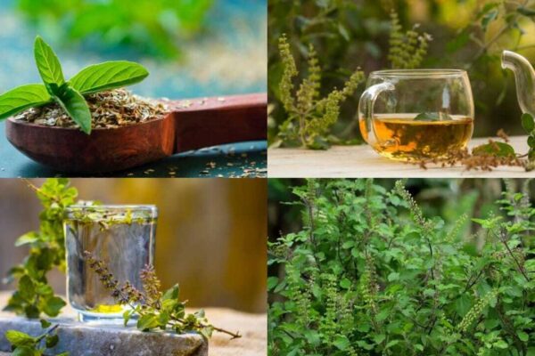 Tulsi Leaves Benefits: 5 Health benefits of Tulsi leaves: Why this everyday kitchen herb deserves a spot in your diet