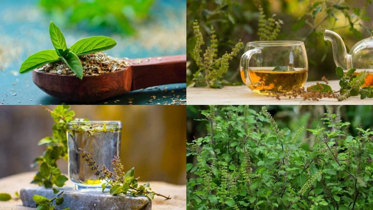 Tulsi Leaves Benefits: 5 Health benefits of Tulsi leaves: Why this everyday kitchen herb deserves a spot in your diet