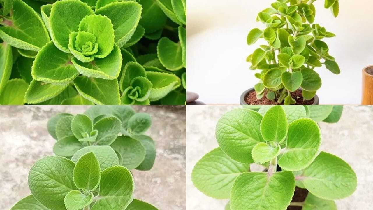 Health Benefits Of Omam Leaves: How to grow fresh Omam leaves at home; plus 5 health benefits you should know