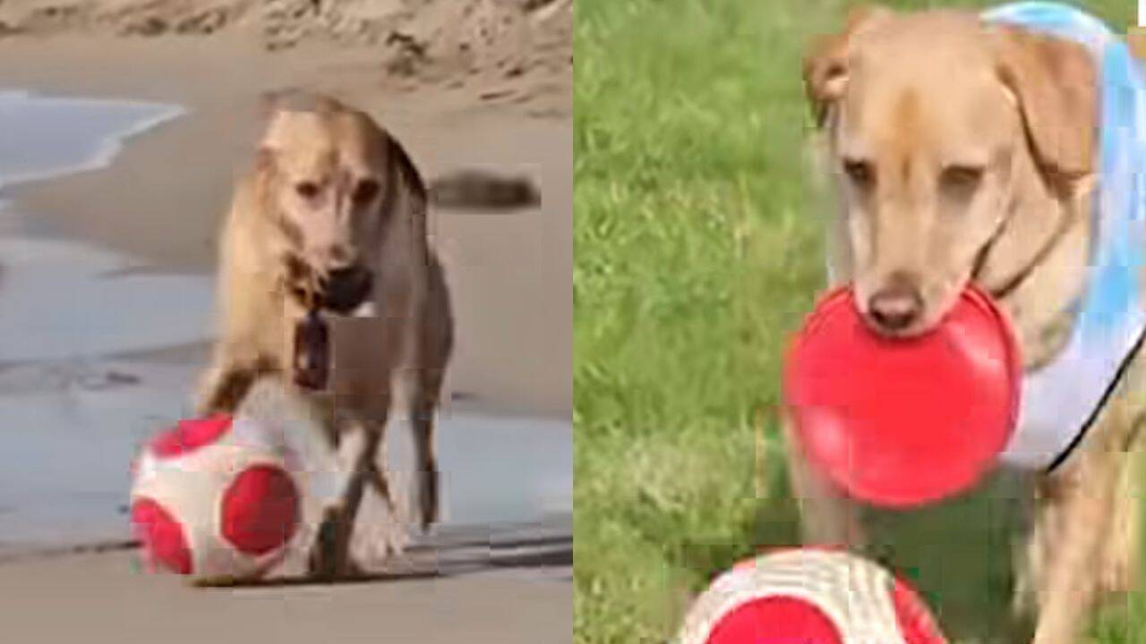 Messipaws: Named after Lionel Messi, viral Labrador ‘MessiPaws’ wins hearts with incredible football dribbling skills