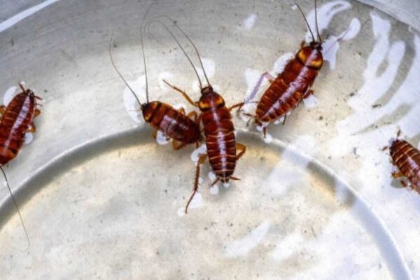 Think leftovers attract cockroaches? These everyday kitchen items may be the real culprits |