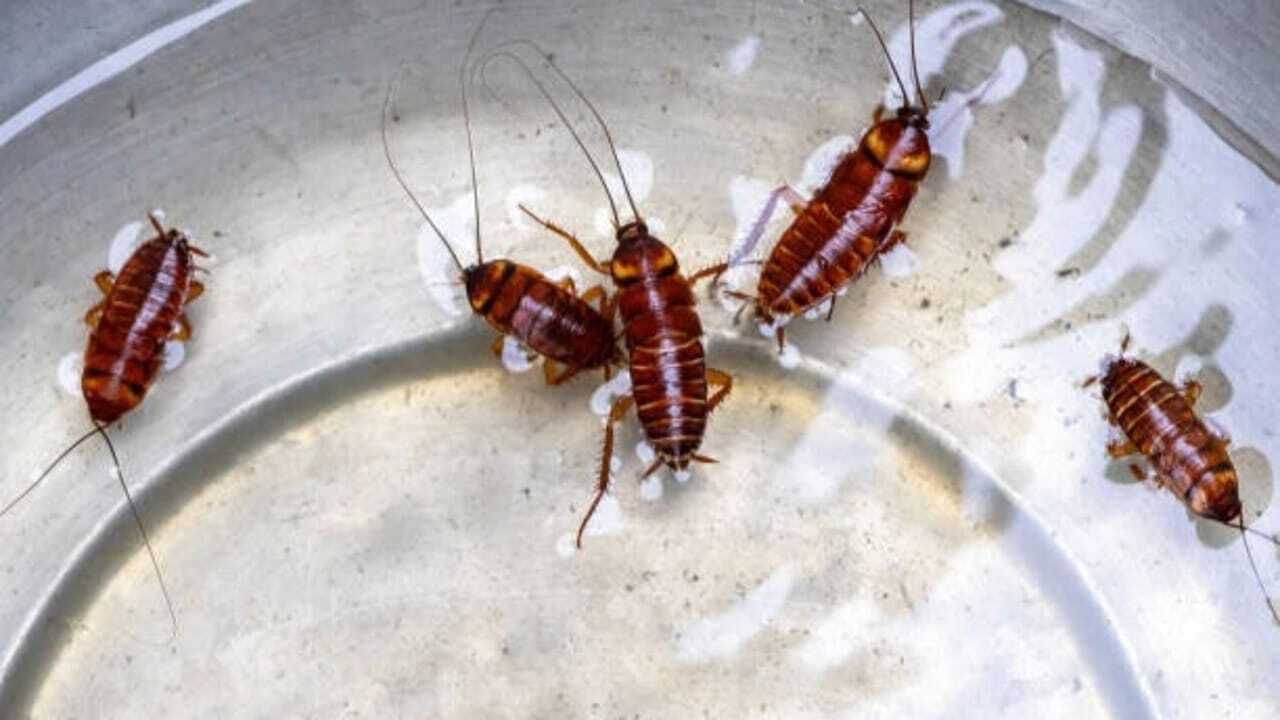 Think leftovers attract cockroaches? These everyday kitchen items may be the real culprits |
