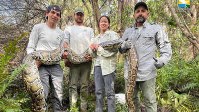 Florida: Florida scientists used female Burmese pythons as live lures to find invasive males in the Everglades, but 3 million camera-trap photos produced only four python detections