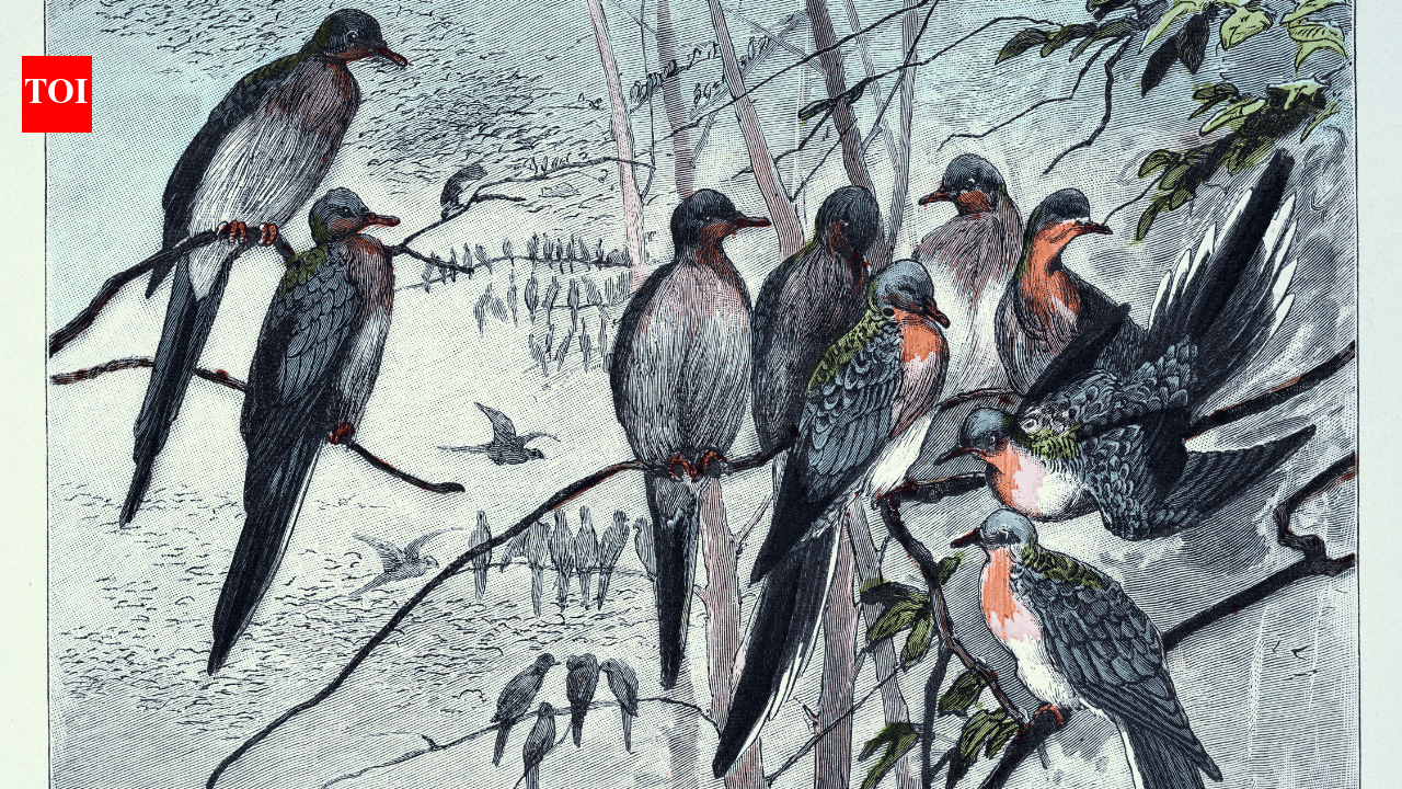In 1914, the passenger pigeon disappeared after once filling North American skies, becoming one of history’s greatest wildlife losses