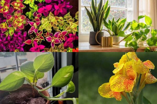 Monsoon Gardening Tips: Want a lush garden this monsoon? These 7 fast-growing plants thrive with almost no care