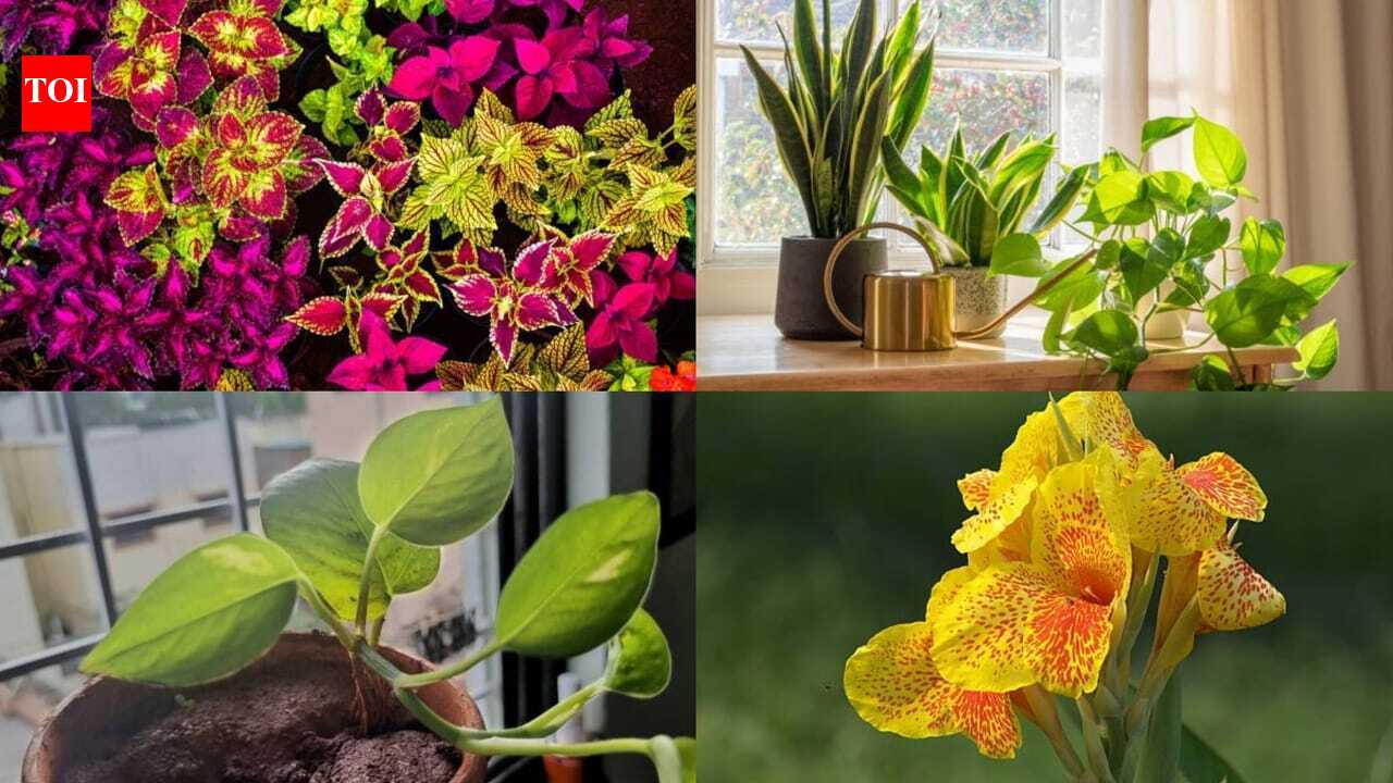 Monsoon Gardening Tips: Want a lush garden this monsoon? These 7 fast-growing plants thrive with almost no care