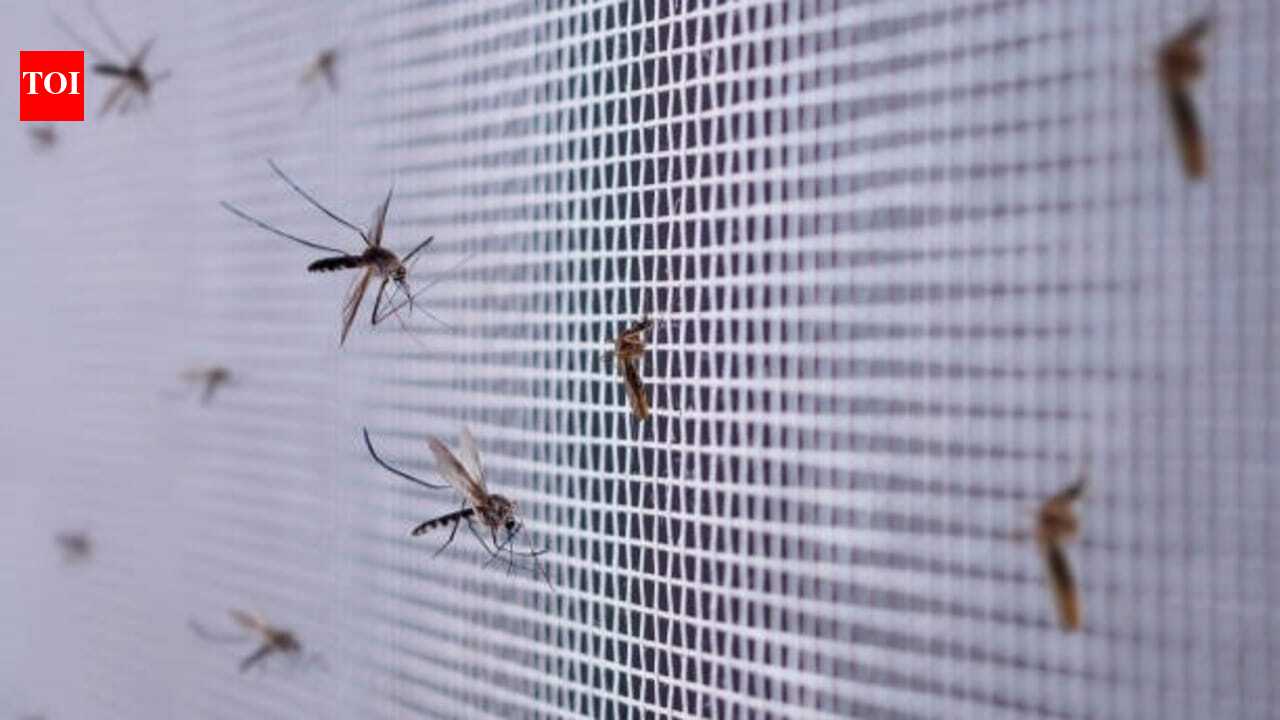 Mosquito Breeding Spots: The hidden places mosquitoes breed around your home