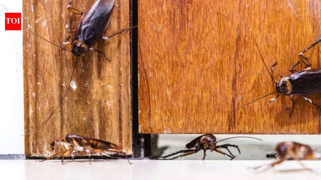 Cockroach Entry Points: Think your home is sealed? These hidden entry points could be letting cockroaches in every night |