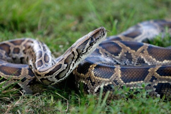 In 1992, Hurricane Andrew released Burmese Pythons into Florida's wild, sparking an invasion that would turn the giant snakes into one of the Everglades' biggest ecological threats