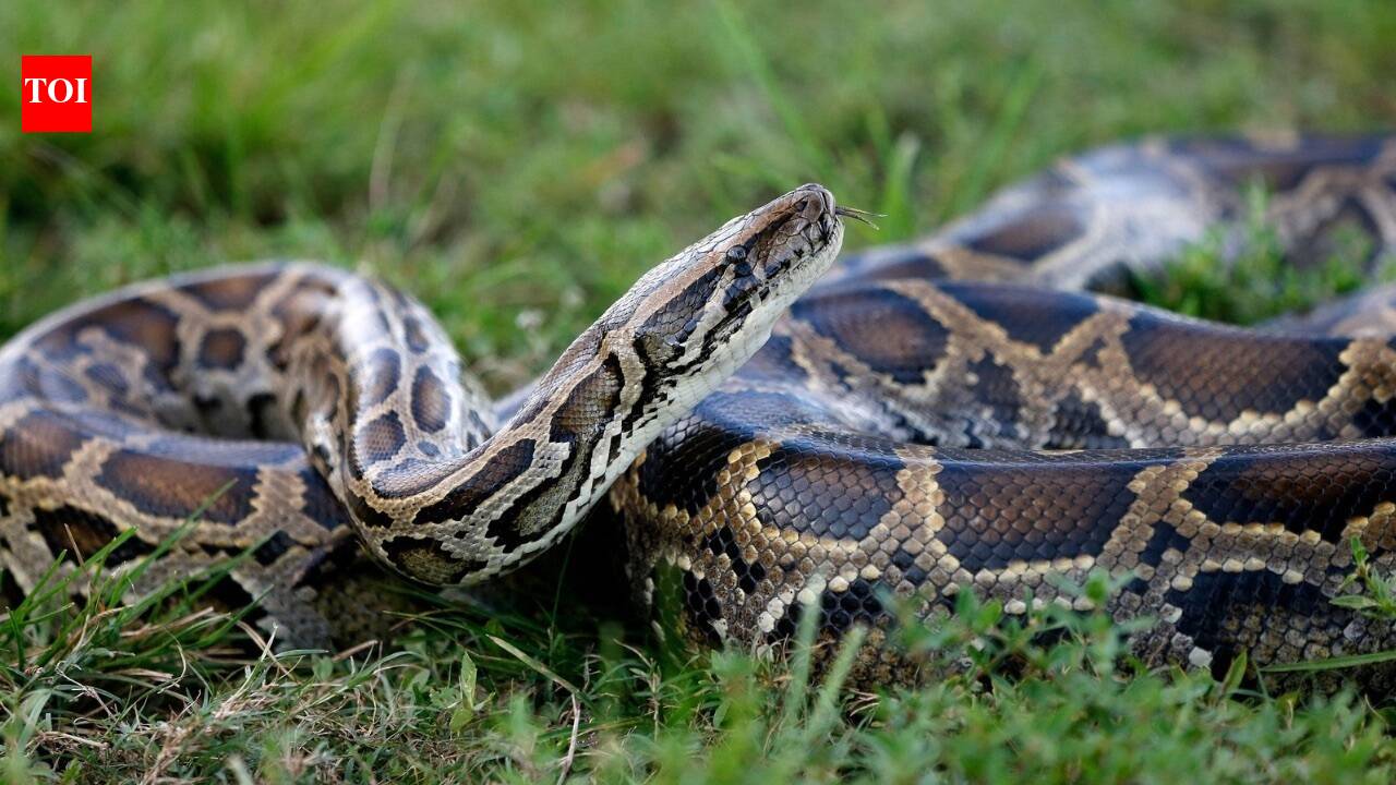 In 1992, Hurricane Andrew released Burmese Pythons into Florida's wild, sparking an invasion that would turn the giant snakes into one of the Everglades' biggest ecological threats