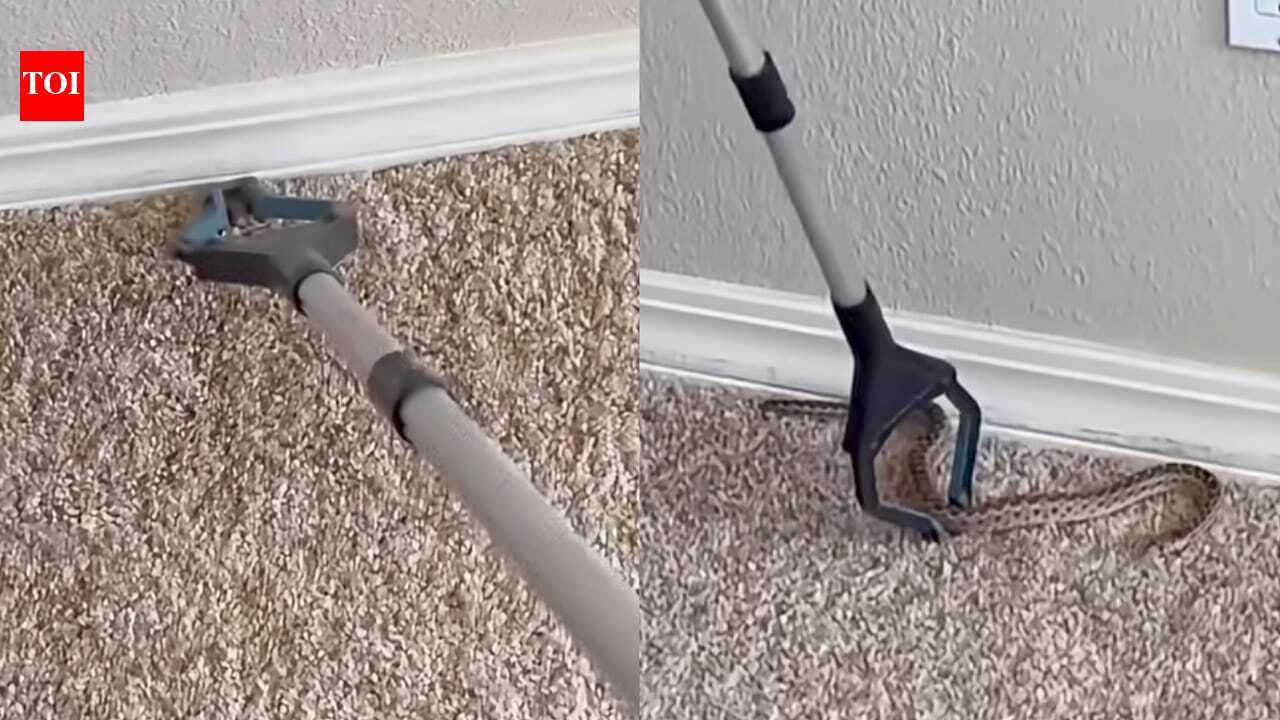 Snake Rescue: Snake hiding inside tiny bedroom floor hole leaves internet stunned; Rescuer safely captures it