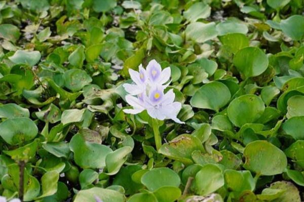 Water Hyacinth was introduced as an ornamental plant, now it chokes rivers around the world |