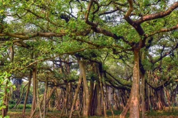 In 2026, India's 550-Year-Old Great Banyan Tree is as big as an entire Forest