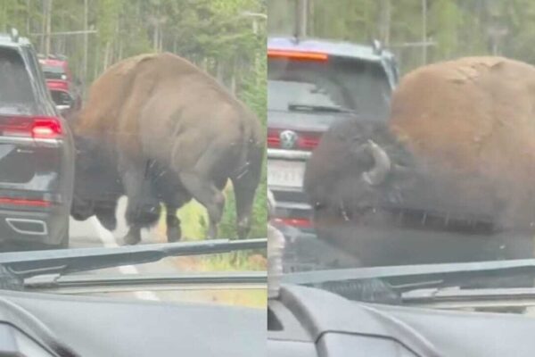 Yellowstone National Park Bison Incident: In Yellowstone National Park, viral video shows bison popping a car's tyre: Know how it happened