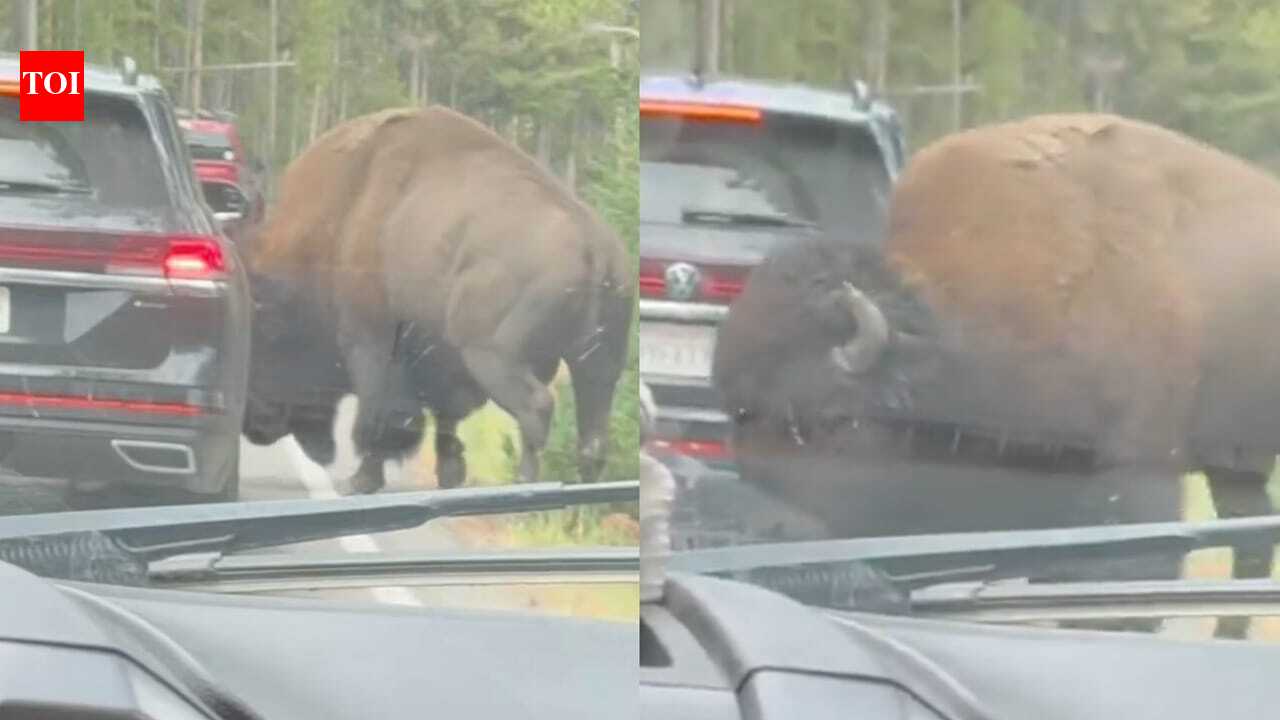 Yellowstone National Park Bison Incident: In Yellowstone National Park, viral video shows bison popping a car's tyre: Know how it happened