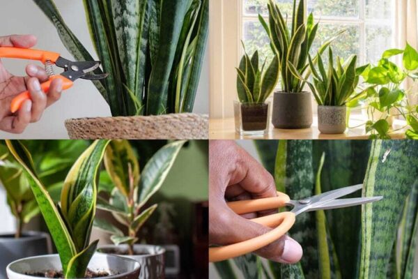 Snake Plant Propagation: Don't throw away snake plant leaves; Here's why gardeners bury them in other pots