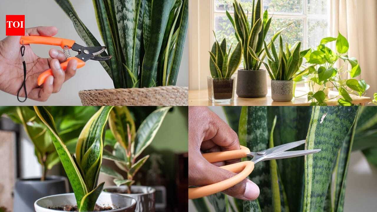 Snake Plant Propagation: Don't throw away snake plant leaves; Here's why gardeners bury them in other pots