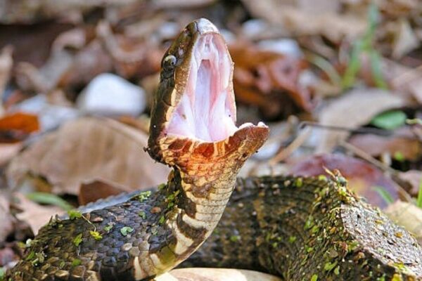 How to snake-proof a balcony or terrace garden this monsoon |