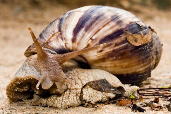 The Giant African Snail has returned to the U.S. neighborhoods and officials are asking residents to watch for these signs |