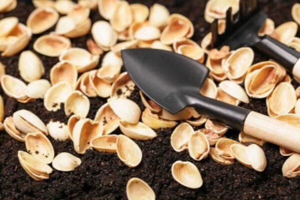 Pistachio Shells Gardening: 5 ways to use pistachio shells in gardening creatively