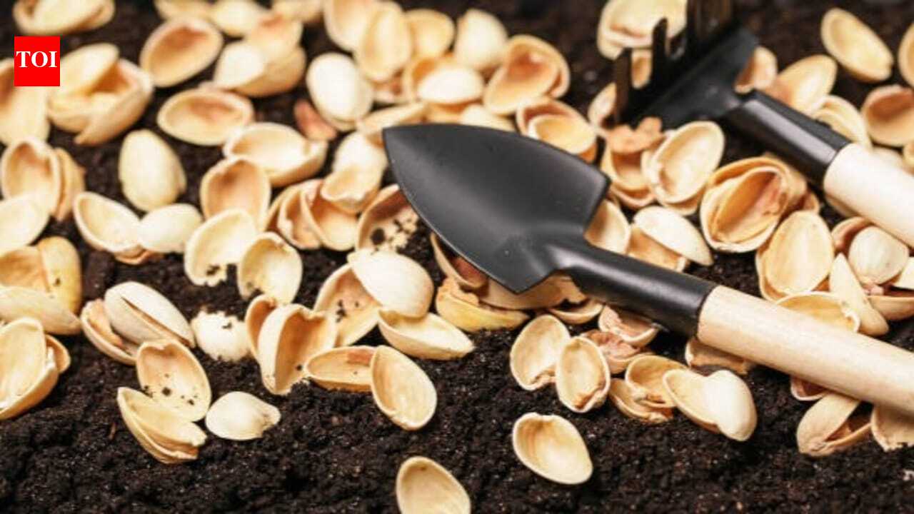 Pistachio Shells Gardening: 5 ways to use pistachio shells in gardening creatively