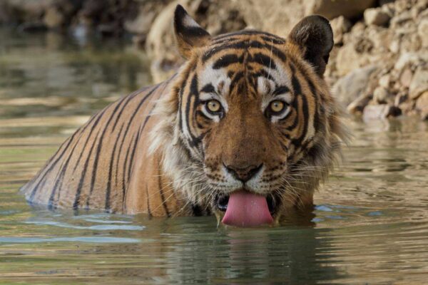International Tiger Day: Decades ago, India feared losing its tigers; today it's home to nearly 75% of the world's wild population; here's how India became the 'Tiger Capital'