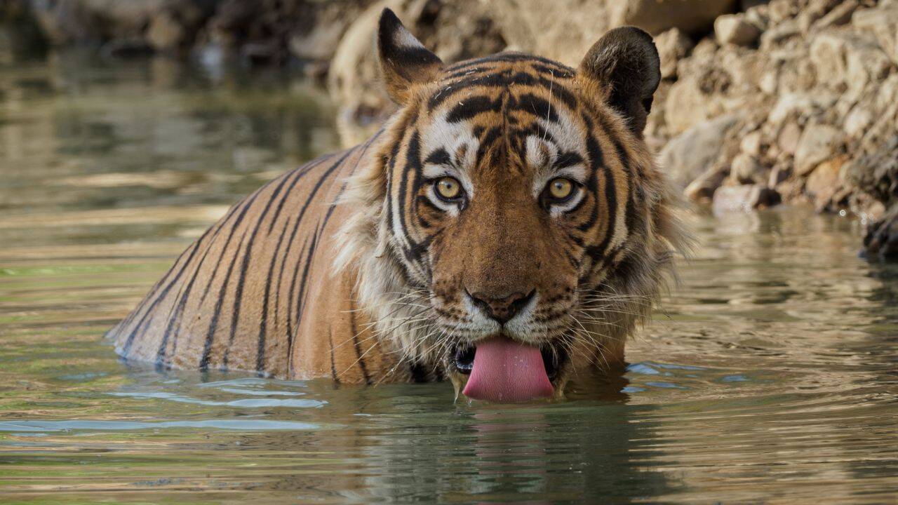 International Tiger Day: Decades ago, India feared losing its tigers; today it's home to nearly 75% of the world's wild population; here's how India became the 'Tiger Capital'