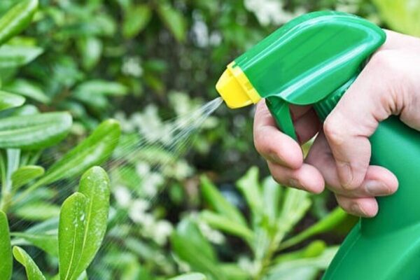 Lantana: Make your own natural garden pest spray: 5 DIY recipes and the plants you should never spray them on