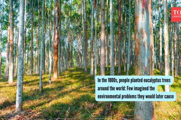 In the 1800s, people planted eucalyptus trees around the world: Few imagined the environmental problems they would later cause