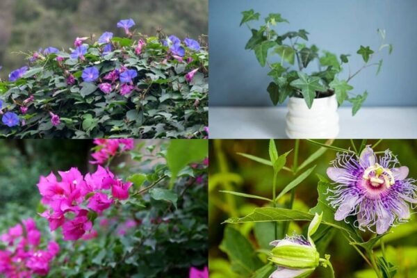 7 Fast-growing plants that provide natural shade and keep your home cool |